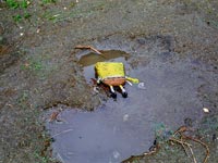 Sponge Bob's Suicide