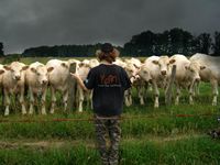 Follow the Leader
