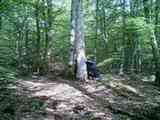 saint arbre